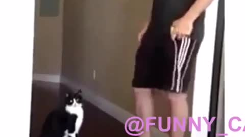 Funny and Cute Cat Videos #246