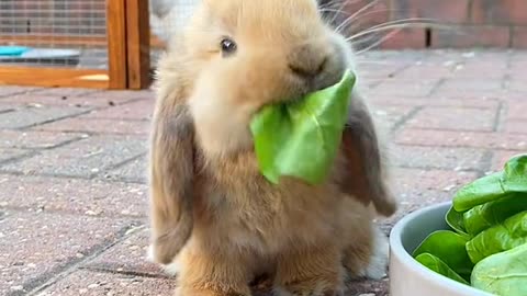 #Cute pets #Cute animal #Cute bunny