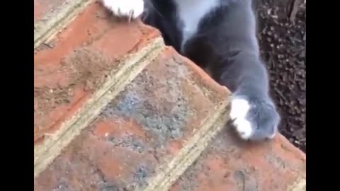 Funniest Cats ,Watch the funny cat dancing