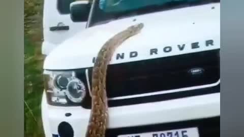 Oh God, what a big snake and it is climbing on top of the car.