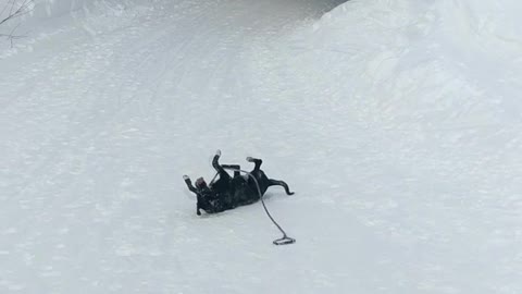 Doggo Loves to Slide on Snow