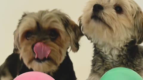 Cute dogs playing with ballons| puppies play time