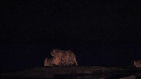 Lioness attacked by pack of hyenas