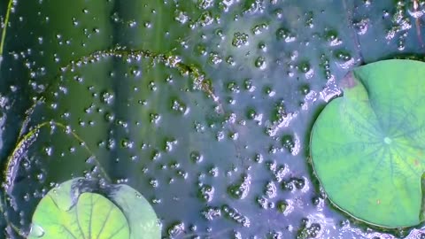 Lotus seed sprouting under water