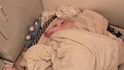 Pickle the Mini Pig preciously enjoys a nap - will make you tired!