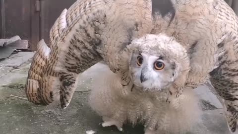 Incredibile transforming owl
