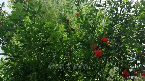 Mango Fruit life cycle | best mango tree | sweet and juicy mango ever in the world | full of fruits