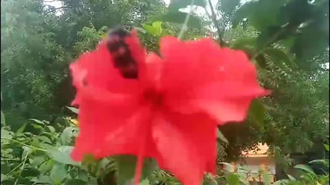 Beautiful insect with bright colored bands enjoying a meal