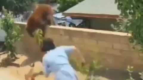 Brave woman fights Grizzly 🐻🐻Bear off