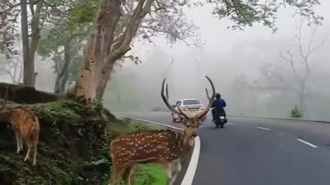 The deer walking on the road