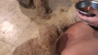 Dog wants to high five for treat food over two other dogs knocks over bowl