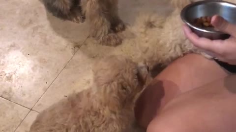 Dog wants to high five for treat food over two other dogs knocks over bowl