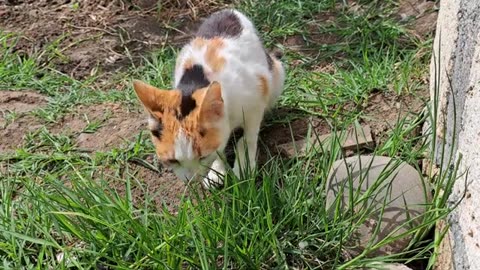 Have you ever seen a cat eating grass? This cute cat eats grass.