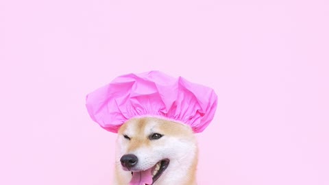 Cute Dog With a Shower Cap--FH