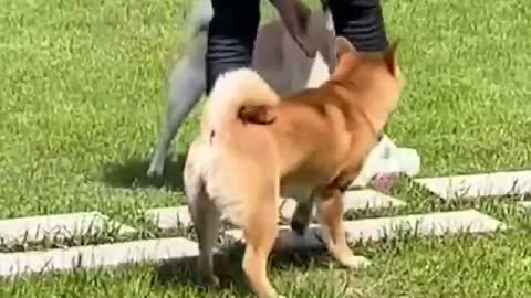 Why are the two dogs quarreling, the owner can't stop it.
