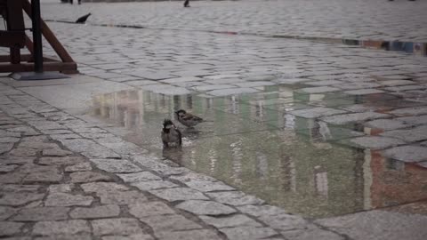 The Sparrow Wash Feathers Playing In Water.