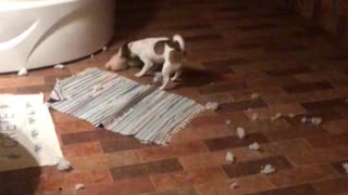 dog tore toy