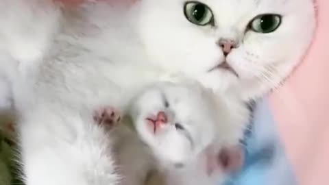 Adorable White cat mom with her baby Compilation Funny Video 2022 😍😂🤣