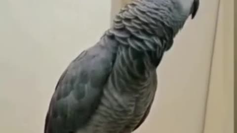 Funny bird