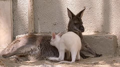 Have You Ever Seen A White Baby Kangaroo? Come See This Baby White Kangaroo Playing With His Mom ‏