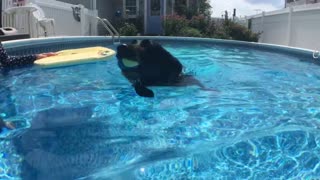 A dog, a bodyboard and her pool