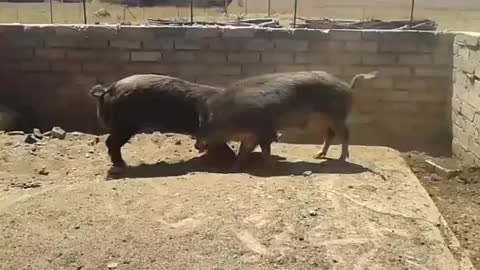 2 young male Feral pigs fighting.