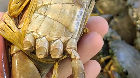 Amazing Crab Video In Fish Market l Sundarbon Crab Live Video#shorts