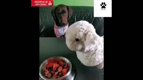 FUNNY VIDEOS OF DOGS ANIMAL CATS