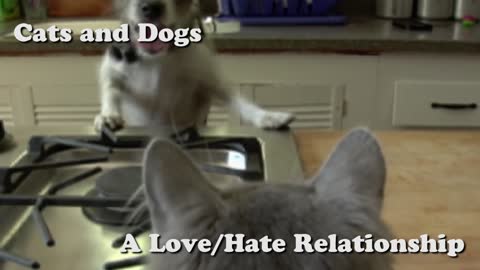 Dog and Cat Have a Love-Hate Relationship