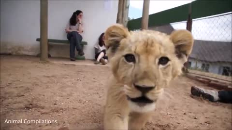 Most funny and cute cub playing in kindergarten