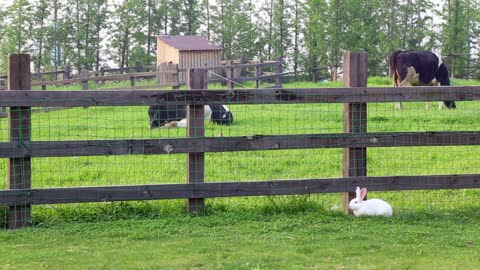 Rabbit running around on big animal farm