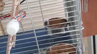 cute budgie mates feeding each other (vol 2)