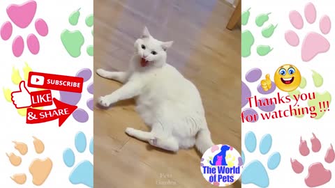 Very funny singer cat