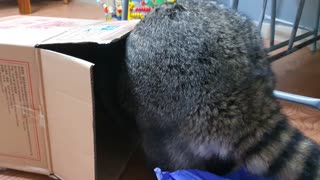 Raccoon opens the box from the package and goes inside and searches.