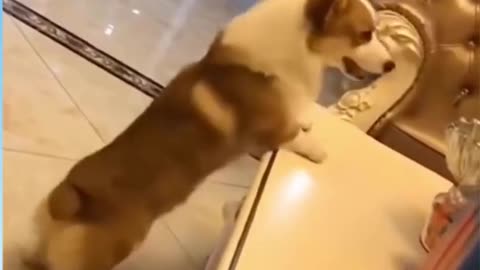 Funny Dog Reaction! | Funny Animal Videos | Funny Reaction Videos