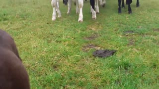 Curiosas vacas siguen a un perro alrededor de un campo