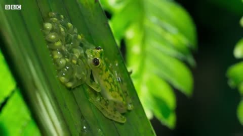 Frog Defends Eggs From Wasps | Planet Earth II | BBC Earth