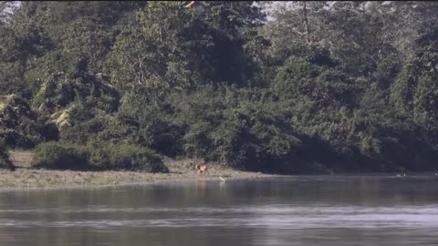 Tiger swim across river searching for crocodile
