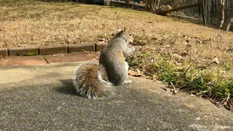 Gray squirrel in NC 🐿️❤️.
