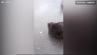 Castor ataca gato em zona residencial na Rússia