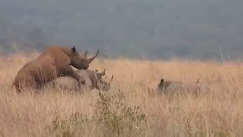 Rhinos in heat mating
