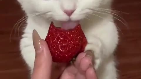 Little kitten eats strawberry with appetite
