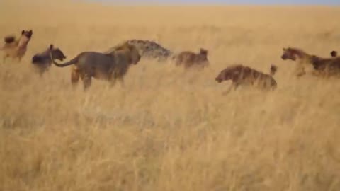 How does the cunning hyena sneak in to take revenge on the lions?