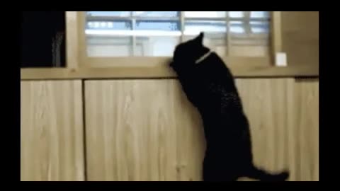 Funny and Cute Cat Videos #253