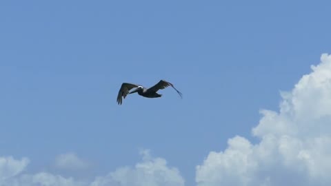 Flying bird. sea eagle. Flying oversea.