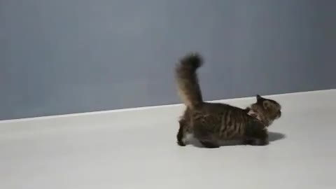 cat walking in funny way