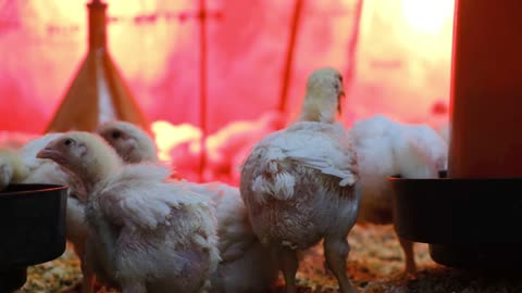 Chicken eating in the field