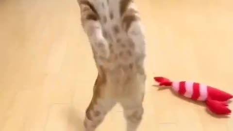 cute cat 😸😺 funny moment 🤣😭😍