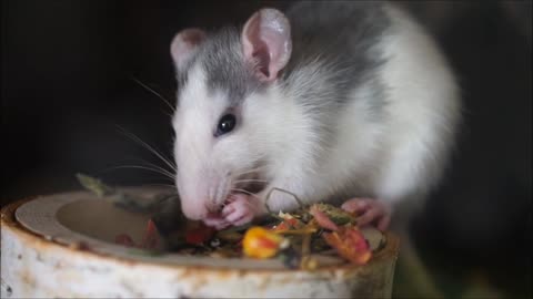 Rat is eating food