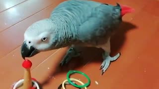 Smart parrot plays play quoits!